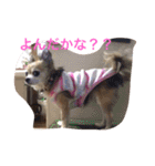 すぐキレるチワワのナナ＆チョコ（個別スタンプ：27）