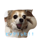 すぐキレるチワワのナナ＆チョコ（個別スタンプ：31）