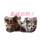 すぐキレるチワワのナナ＆チョコ（個別スタンプ：32）