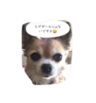すぐキレるチワワのナナ＆チョコ（個別スタンプ：33）