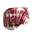すぐキレるチワワのナナ＆チョコ（個別スタンプ：34）