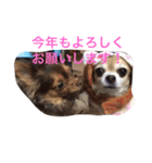 すぐキレるチワワのナナ＆チョコ（個別スタンプ：35）