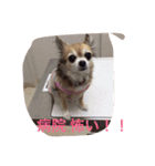 すぐキレるチワワのナナ＆チョコ（個別スタンプ：40）