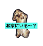 まえしろ家（個別スタンプ：2）
