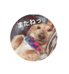 まえしろ家（個別スタンプ：3）