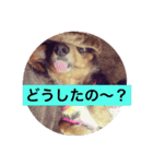 まえしろ家（個別スタンプ：10）