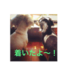 まえしろ家（個別スタンプ：14）