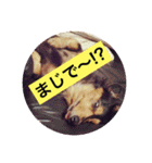 まえしろ家（個別スタンプ：15）