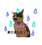 空ちゃんスタンプ 2（個別スタンプ：22）