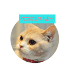 omotichan（個別スタンプ：2）