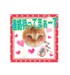 ♥ねこちゃん2♥（個別スタンプ：16）