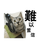 Cat Family - Huiya and her kids（個別スタンプ：2）