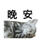 Cat Family - Huiya and her kids（個別スタンプ：11）