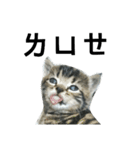Cat Family - Huiya and her kids（個別スタンプ：17）