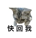 Cat Family - Huiya and her kids（個別スタンプ：22）