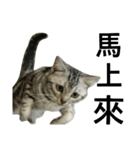 Cat Family - Huiya and her kids（個別スタンプ：30）