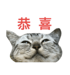 Cat Family - Huiya and her kids（個別スタンプ：39）