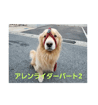 Golden Retriever AlexStamp（個別スタンプ：3）