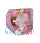 choco＆luna（個別スタンプ：3）