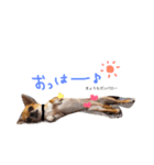使える日常スタンプ（チワワ）（個別スタンプ：10）