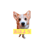 快君スタンプ（個別スタンプ：2）
