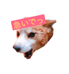 快君スタンプ（個別スタンプ：4）