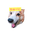 快君スタンプ（個別スタンプ：7）