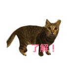 ももすた8 2（個別スタンプ：7）