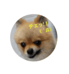 ちろるちゃん（個別スタンプ：12）