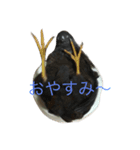姫うずら（個別スタンプ：4）