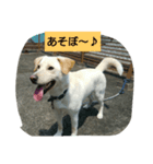 雑しゅうくん（個別スタンプ：4）