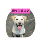 雑しゅうくん（個別スタンプ：5）