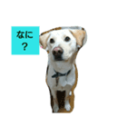 雑しゅうくん（個別スタンプ：6）
