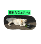 雑しゅうくん（個別スタンプ：7）