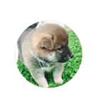 柴犬たんご（個別スタンプ：1）