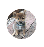 柴犬たんご（個別スタンプ：2）