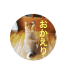 柴犬たんご（個別スタンプ：3）