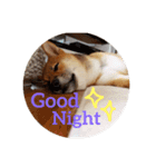 柴犬たんご（個別スタンプ：4）