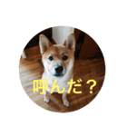 柴犬たんご（個別スタンプ：6）