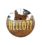 柴犬たんご（個別スタンプ：7）