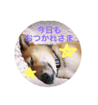 柴犬たんご（個別スタンプ：8）