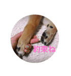 柴犬たんご（個別スタンプ：9）