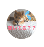 柴犬たんご（個別スタンプ：10）