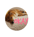 柴犬たんご（個別スタンプ：11）