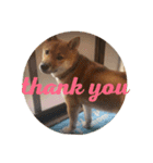柴犬たんご（個別スタンプ：13）