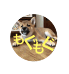 柴犬たんご（個別スタンプ：14）