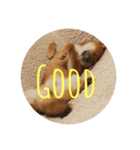 柴犬たんご（個別スタンプ：15）