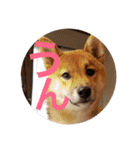 柴犬たんご（個別スタンプ：16）