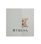 ちゃまりおねっと君（個別スタンプ：1）