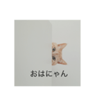 ちゃまりおねっと君（個別スタンプ：2）